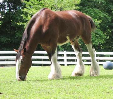 clydesdale-0008.jpg