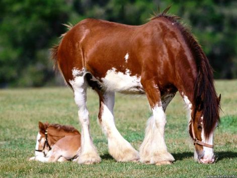 clydesdale-mare-and-foal.jpg
