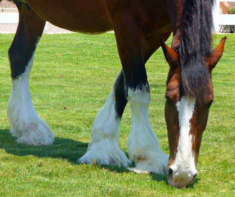 clydesdale4.jpg